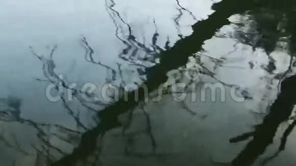 树在水中的倒影视频的预览图