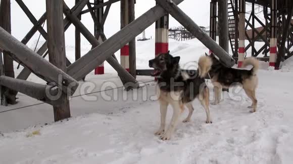 雪橇狗队马拉穆特哈士奇爱斯基摩人休息在金字塔北极视频的预览图