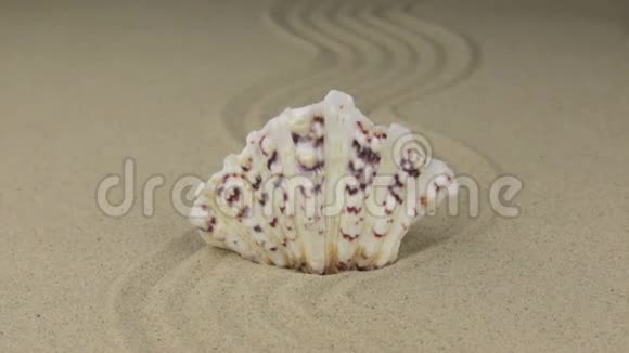 放大美丽的贝壳躺在沙滩上曲折视频的预览图