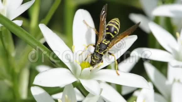 草百合花的黄蜂饮虫视频的预览图