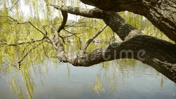 波光粼粼的湖边茂密的柳树视频的预览图