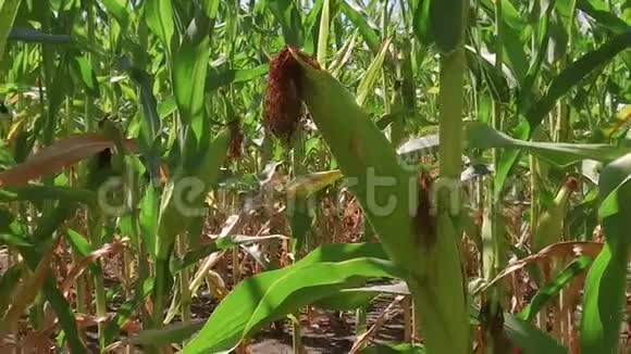 玉米地玉米农场稳定性美国自然视频美国慢动作玉米农场视频的预览图