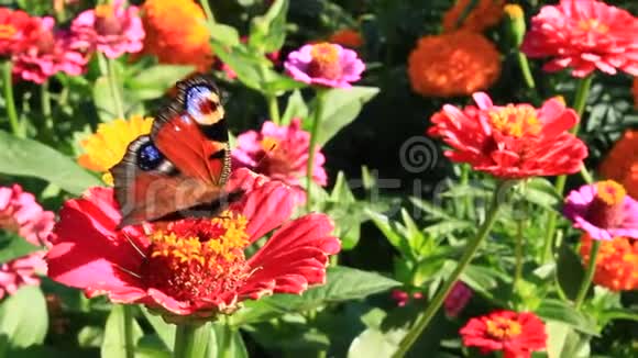 蝴蝶孔雀眼在锌黄上采集花蜜视频的预览图