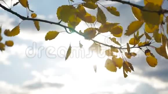 黄色的白杨阳光在蓝天背景下离去树叶美丽的阳光阳光风景森林秋天视频的预览图