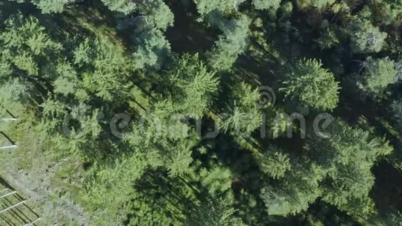 秋天飞越巴伐利亚森林视频的预览图