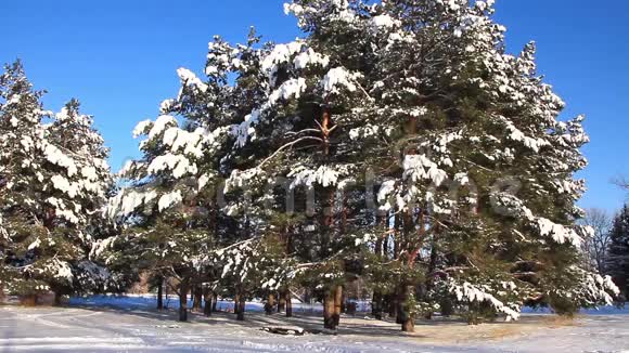 雪下的松树视频的预览图