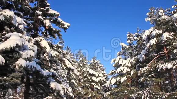 雪下的松树视频的预览图