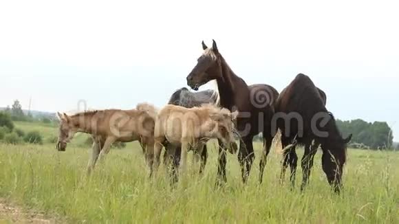 马群在田野里奔跑视频的预览图