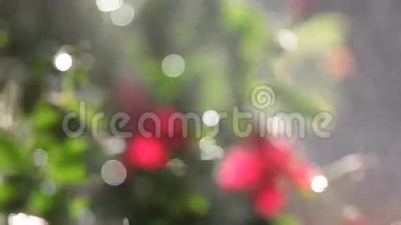 开花厂用水喷雾散焦视频的预览图