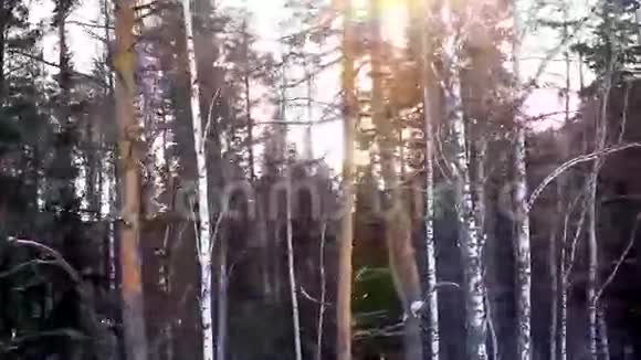 松树和白桦林的冬季日落阳光视频的预览图