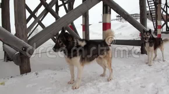 雪橇狗队马拉穆特哈士奇爱斯基摩人休息在金字塔北极视频的预览图