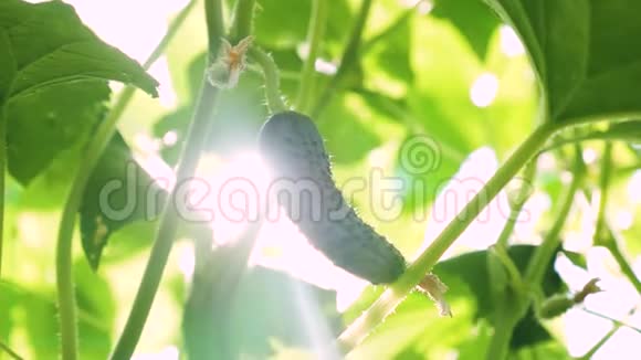 黄瓜生长在阳光下的灌木上新鲜黄瓜生长在开阔的田野上黄瓜种植园种植黄瓜视频的预览图