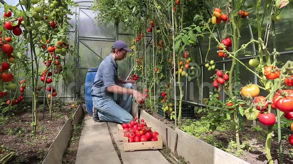 视频工作者收获红色西红柿视频的预览图