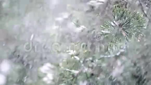 雪花落在松树上视频的预览图