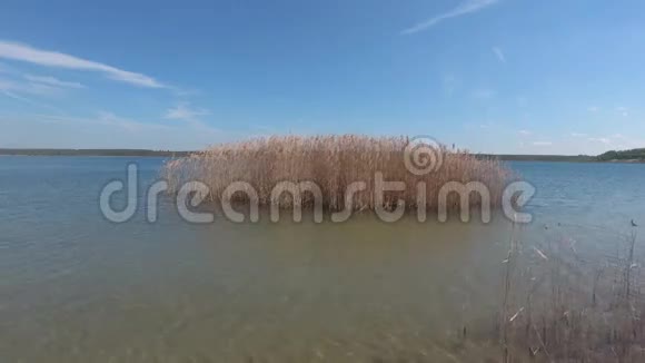 夏日有芦苇的美丽湖泊视频的预览图