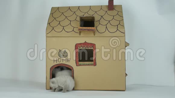 小猫在门前玩耍纸板猫屋视频的预览图