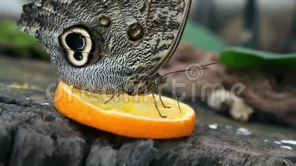 以一片橘红色为食的外来蝴蝶视频的预览图