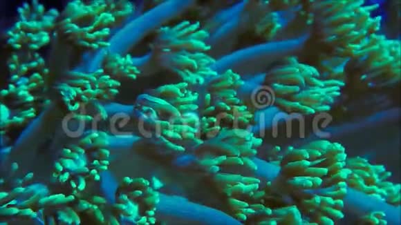 绿色的珊瑚视频的预览图
