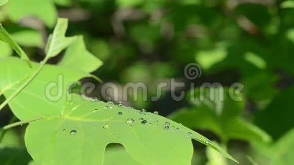 露水滴在装饰落叶树叶日反射视频的预览图