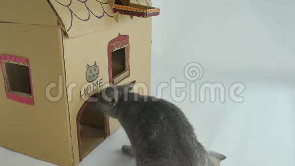 小猫在门前玩耍纸板猫屋视频的预览图