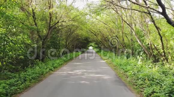 森林里的乡村道路视频的预览图