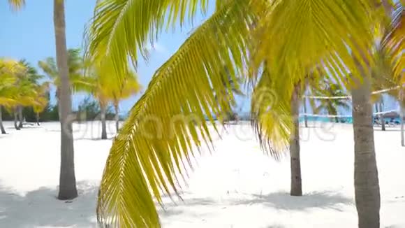 白色沙滩上的棕榈树普拉亚西雷娜卡约拉戈古巴视频的预览图