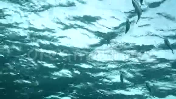 红海的SS卡那蒂残骸内的玻璃鱼派视频的预览图