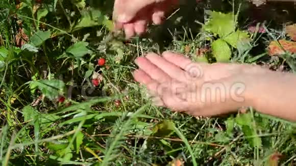 手放野草莓视频的预览图