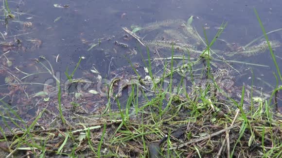 春天的草地上大的Trituruscristatus正在产卵浇水视频的预览图