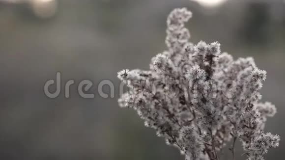 秋天的自然在风中干燥的植物特写镜头秋草背景自然背景视频的预览图