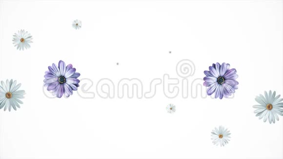 一组白色和紫色不同的夏季花蕾旋转孤立在白色背景上洋甘菊宇宙花视频的预览图