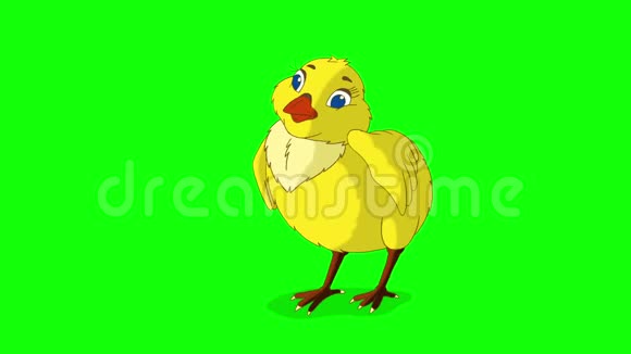 黄鸡架和PecksChroma键视频的预览图
