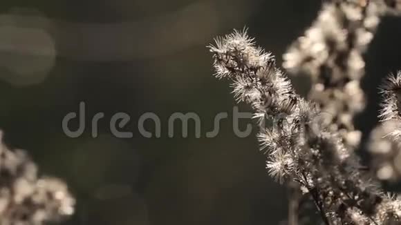 秋天的自然在风中干燥的植物特写镜头秋草背景自然背景视频的预览图