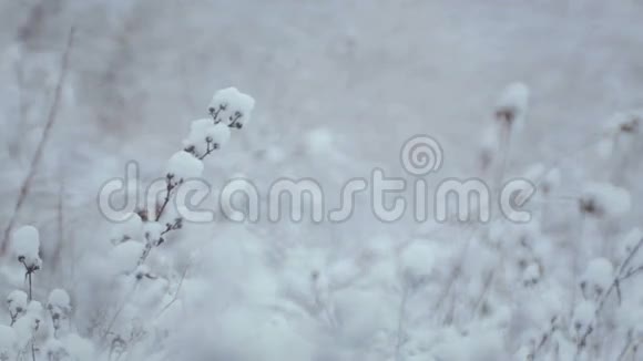 冬季景观积雪中的草木视频的预览图