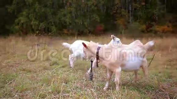 秋天山羊在草地上放牧视频的预览图