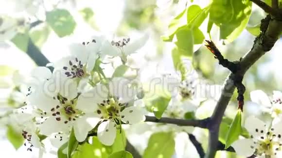 白色的樱花在阳光下盛开视频的预览图