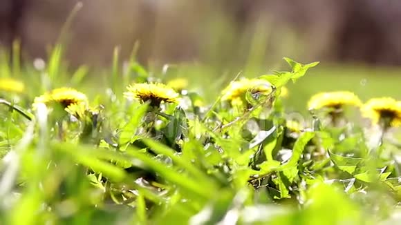黄蒲公英在绿草中快关门会飞的昆虫视频的预览图