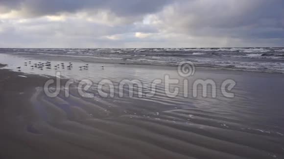海鸥在十二月的暴风雨中坐在海滩上视频的预览图