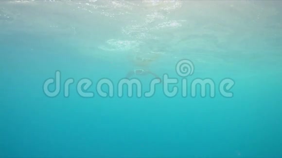 4k曼塔雷在蓝水中游泳视频的预览图