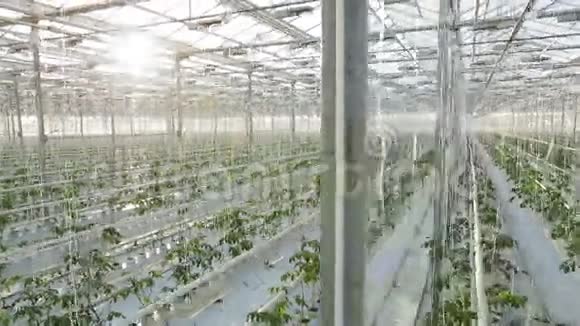 大工业温室一排排蔬菜视频的预览图