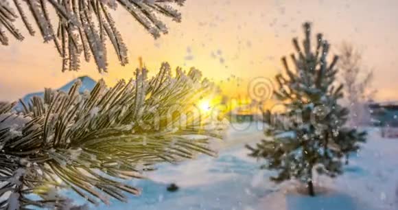 雪花落在白霜松枝上冬日圣诞动画视频的预览图