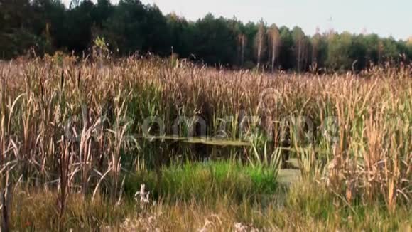 池塘有芦苇秋林视频的预览图