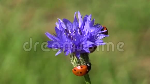 夏日矢车菊上美丽的瓢虫视频的预览图