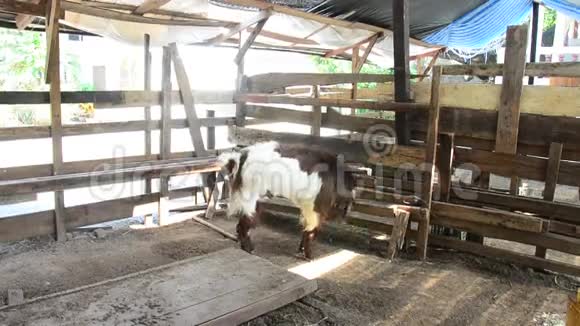泰国Aranyikawas寺农场山羊视频的预览图