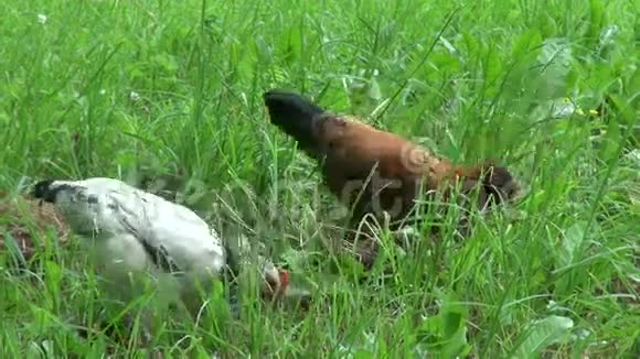 公鸡和母鸡的品种俄罗斯冠视频的预览图