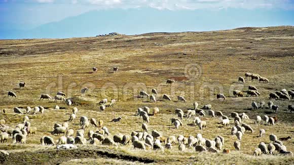 成群的羊在山上视频的预览图