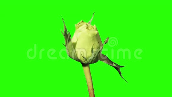 盛开的绿色玫瑰花蕾在黑色背景上全高清玫瑰超级绿视频的预览图
