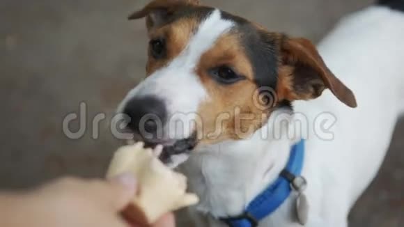 狗吃咬舔主人手里的冰淇淋视频的预览图