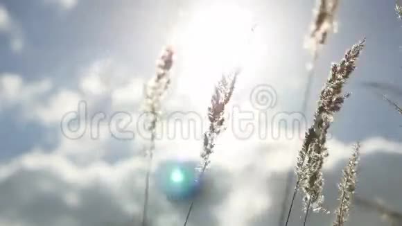 蓝天背景下的干草在自然景观的耳畔视频的预览图