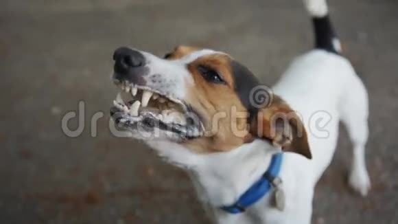 狗吃咬舔主人手里的冰淇淋视频的预览图